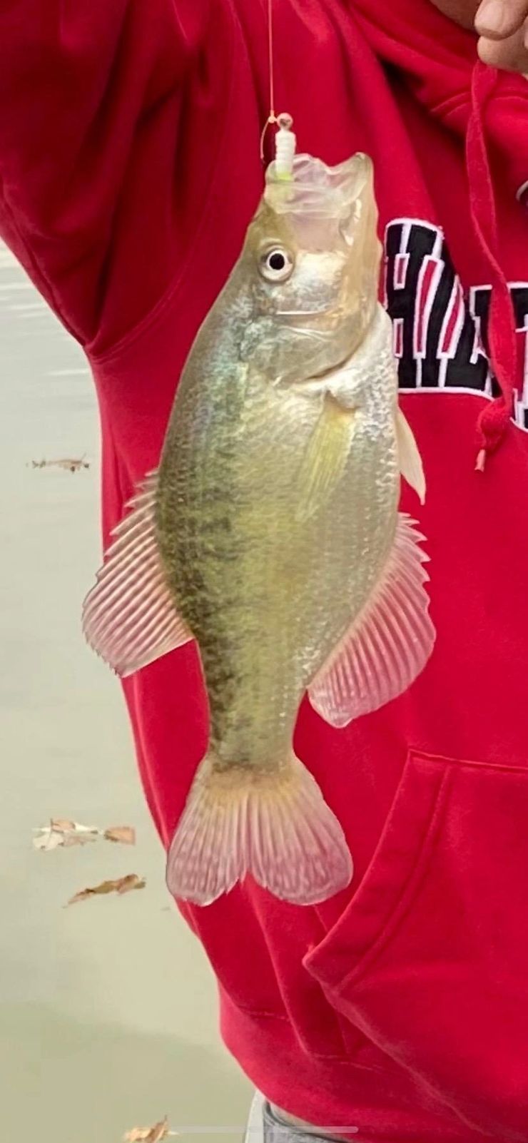 Nice crappie