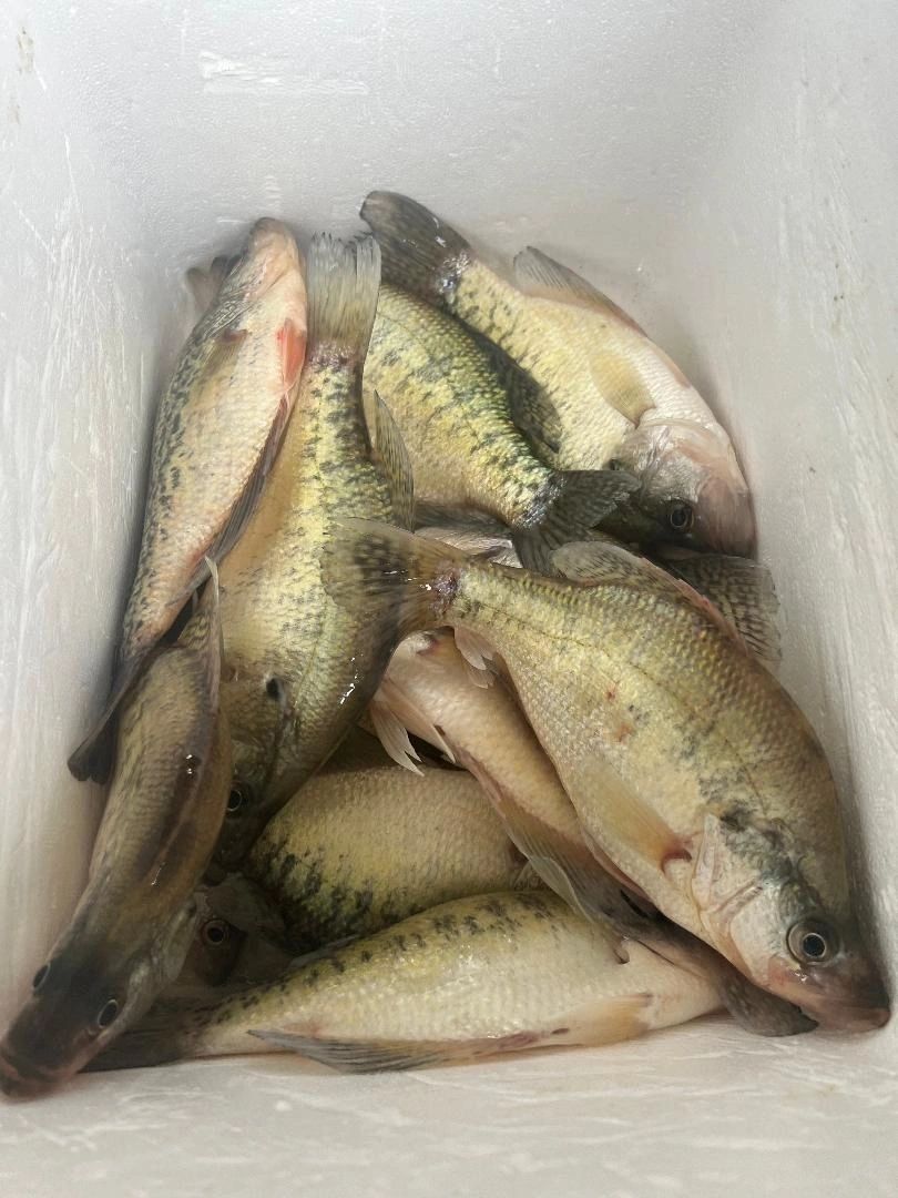 Cooler full of crappie